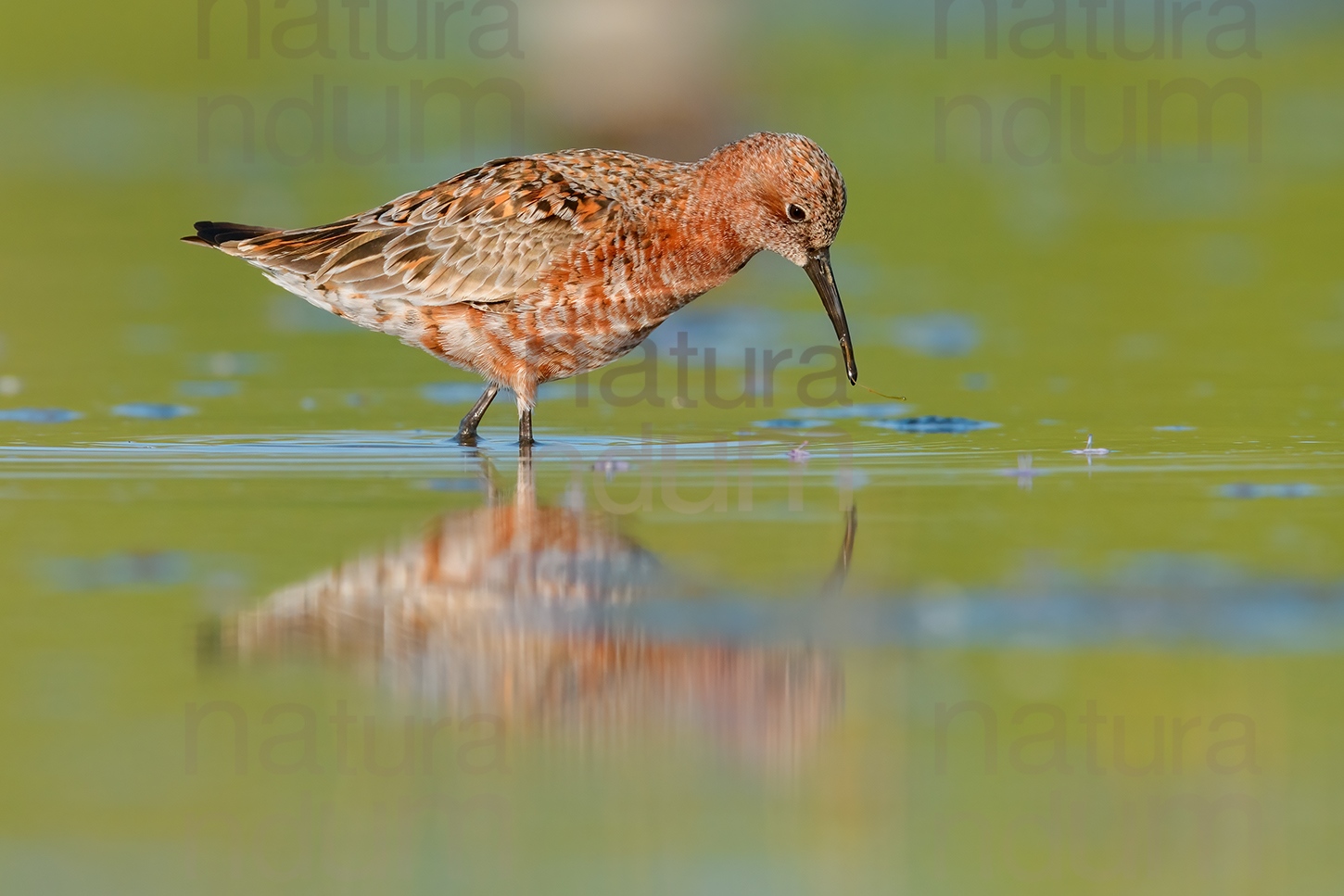 Foto di Piovanello comune (Calidris ferruginea)