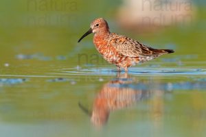 Photos of Curlew Sandpiper (Calidris ferruginea)