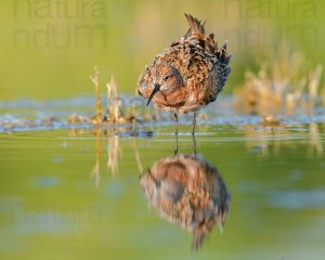 Foto di Piovanello comune (Calidris ferruginea)