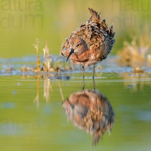 Photos of Curlew Sandpiper (Calidris ferruginea)