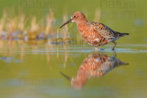 Foto di Piovanello comune (Calidris ferruginea)