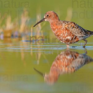 Foto di Piovanello comune (Calidris ferruginea)