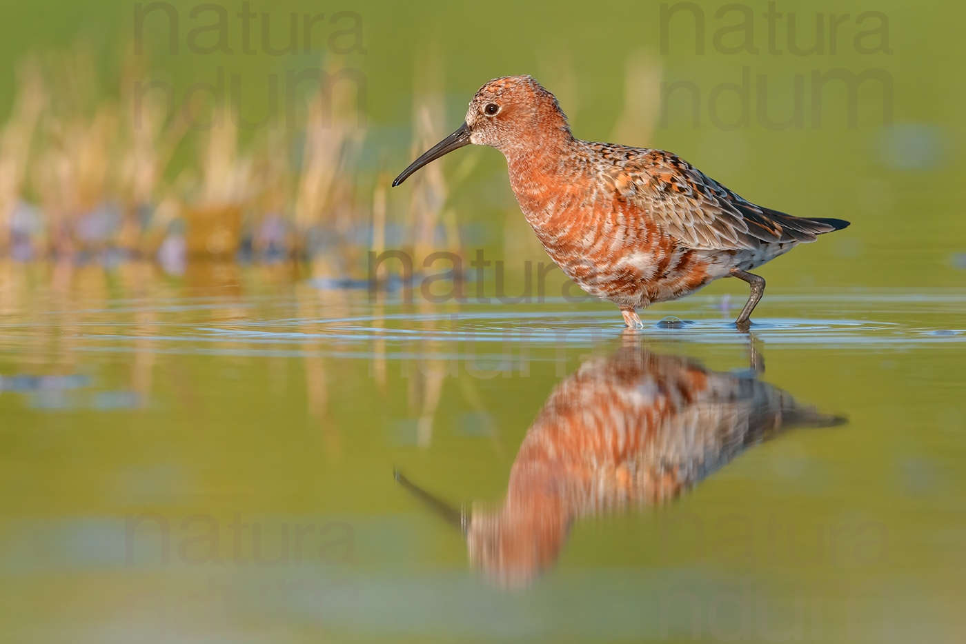 Photos of Curlew Sandpiper (Calidris ferruginea)