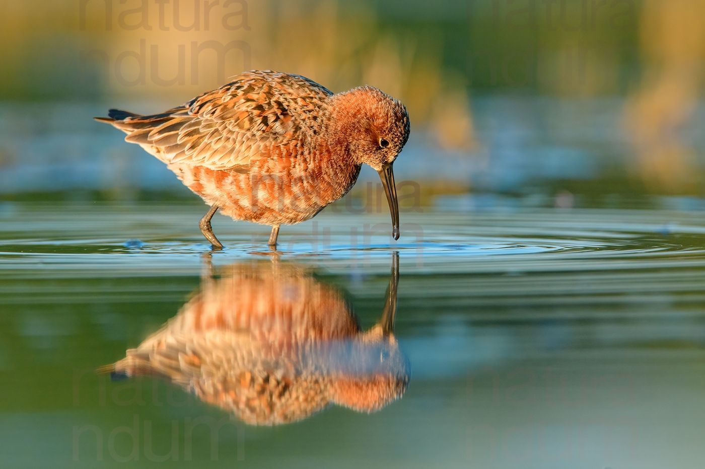 Foto di Piovanello comune (Calidris ferruginea)