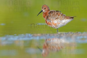 Foto di Piovanello comune (Calidris ferruginea)