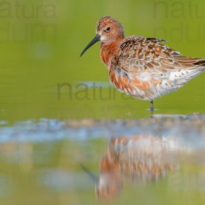 Foto di Piovanello comune (Calidris ferruginea)