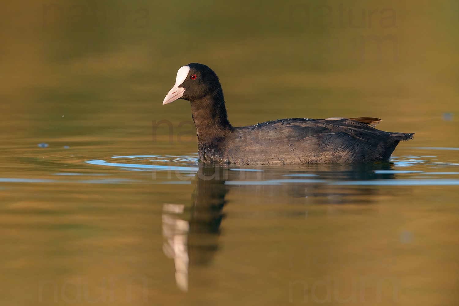 Photos of Eurasian Coot (Fulica atra)