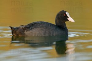 Photos of Eurasian Coot (Fulica atra)