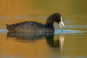 Photos of Eurasian Coot (Fulica atra)