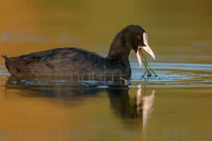 Foto di Folaga comune (Fulica atra)