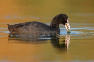 Foto di Folaga comune (Fulica atra)