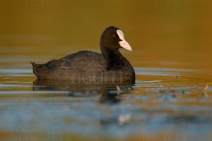 Foto di Folaga comune (Fulica atra)