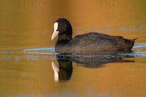 Foto di Folaga comune (Fulica atra)