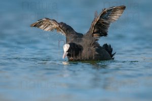 Foto di Folaga comune (Fulica atra)