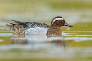 Foto di Marzaiola (Anas querquedula)