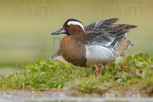 Photos of Garganey (Anas querqedula)