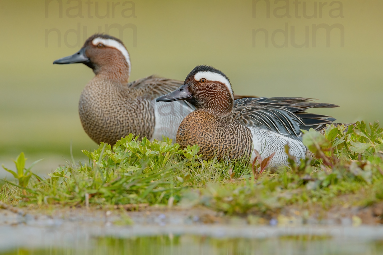 Photos of Garganey (Anas querqedula)