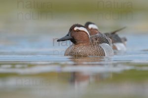 Photos of Garganey (Anas querqedula)