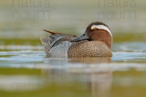 Photos of Garganey (Anas querqedula)