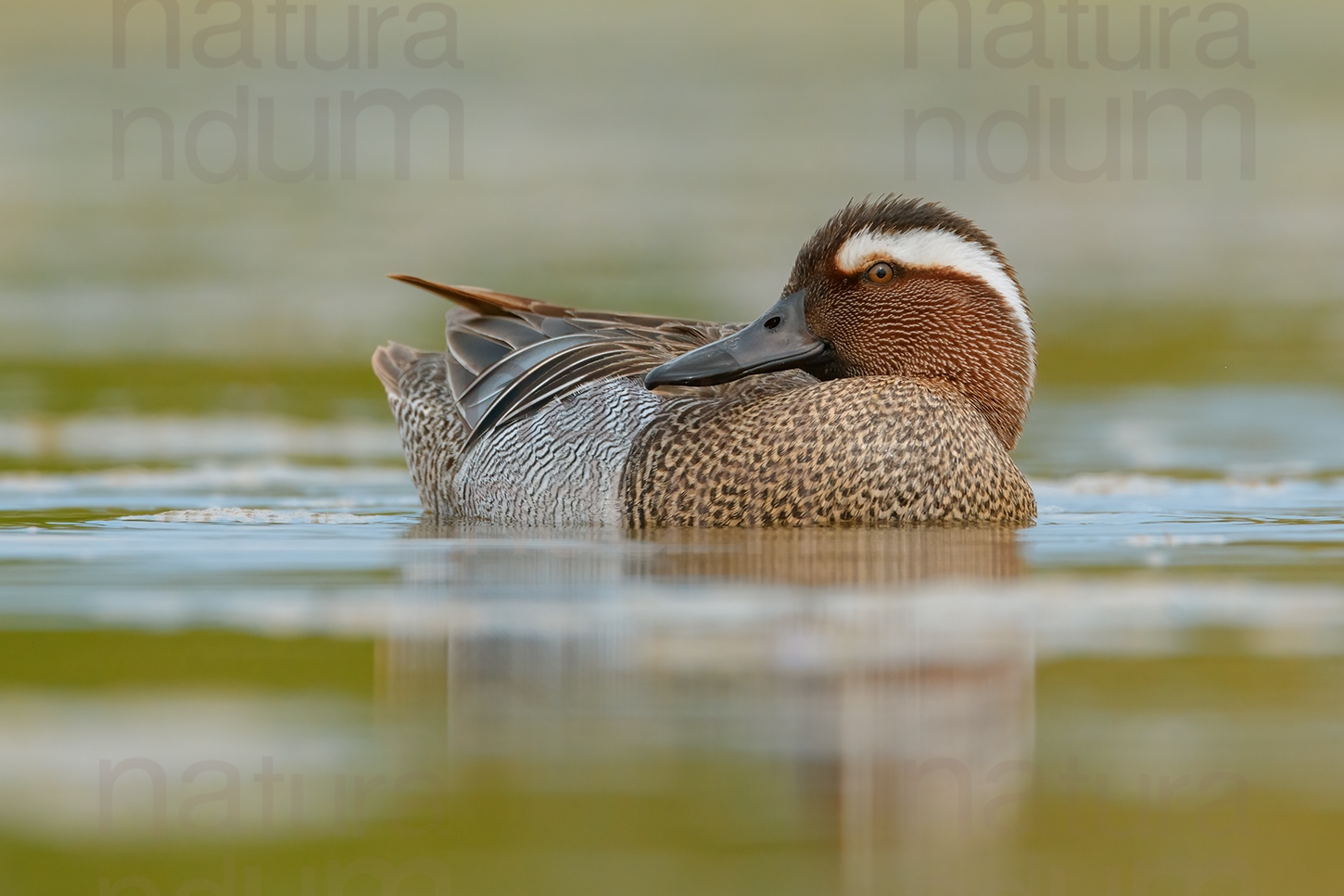 Foto di Marzaiola (Anas querquedula)