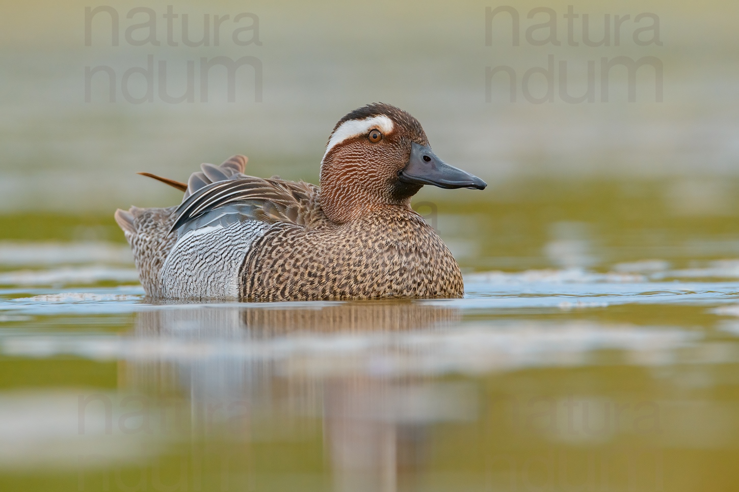 Foto di Marzaiola (Anas querquedula)