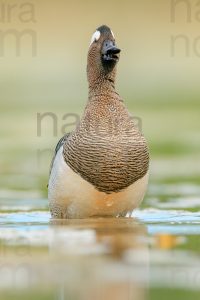 Photos of Garganey (Anas querqedula)