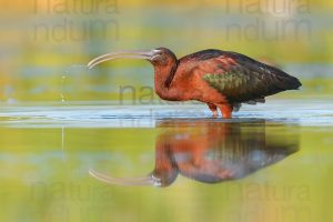 Photos of Glossy Ibis (Plegadis falcinellus)