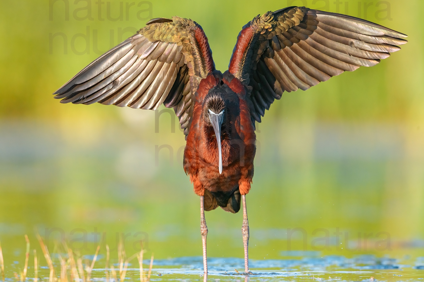 Photos of Glossy Ibis (Plegadis falcinellus)