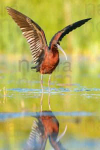 Photos of Glossy Ibis (Plegadis falcinellus)