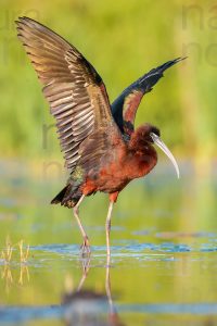 Photos of Glossy Ibis (Plegadis falcinellus)
