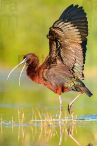 Foto di Mignattaio (Plegadis falcinellus)