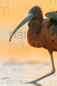 Foto di Mignattaio (Plegadis falcinellus)