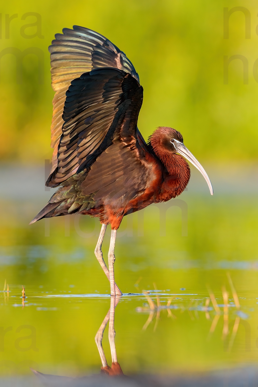 Foto di Mignattaio (Plegadis falcinellus)