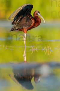 Foto di Mignattaio (Plegadis falcinellus)