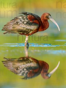 Photos of Glossy Ibis (Plegadis falcinellus)