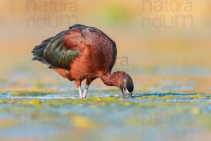 Photos of Glossy Ibis (Plegadis falcinellus)