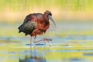 Foto di Mignattaio (Plegadis falcinellus)