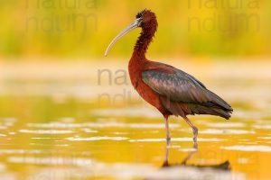 Photos of Glossy Ibis (Plegadis falcinellus)