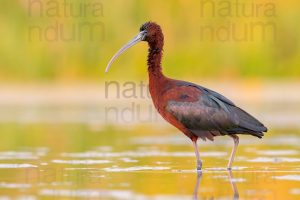 Foto di Mignattaio (Plegadis falcinellus)