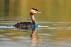 Photos of Great Crested Grebe (Podiceps cristatus)