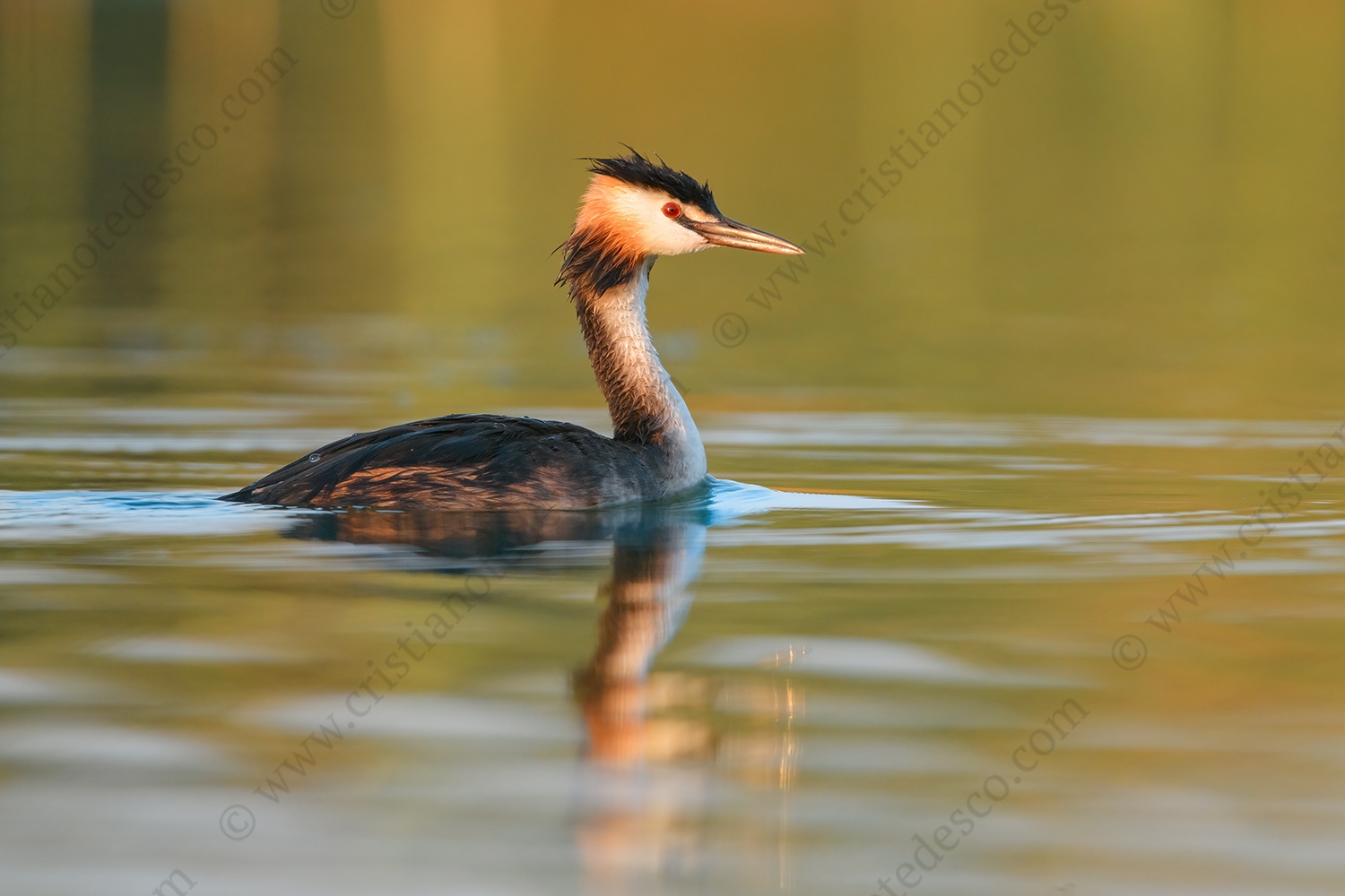 Foto di Svasso maggiore (Podiceps cristatus)