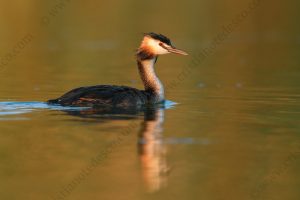 Foto di Svasso maggiore (Podiceps cristatus)