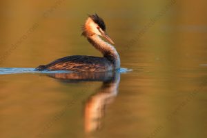 Foto di Svasso maggiore (Podiceps cristatus)