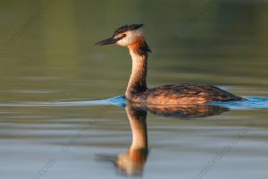 Foto di Svasso maggiore (Podiceps cristatus)