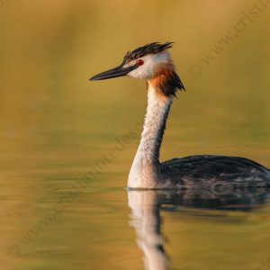 Photos of Great Crested Grebe (Podiceps cristatus)