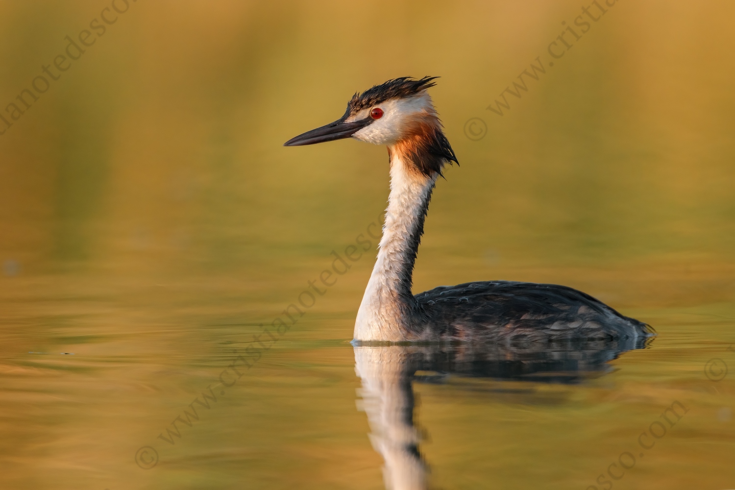 Foto di Svasso maggiore (Podiceps cristatus)