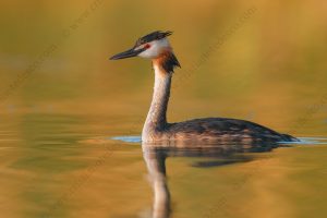 Photos of Great Crested Grebe (Podiceps cristatus)