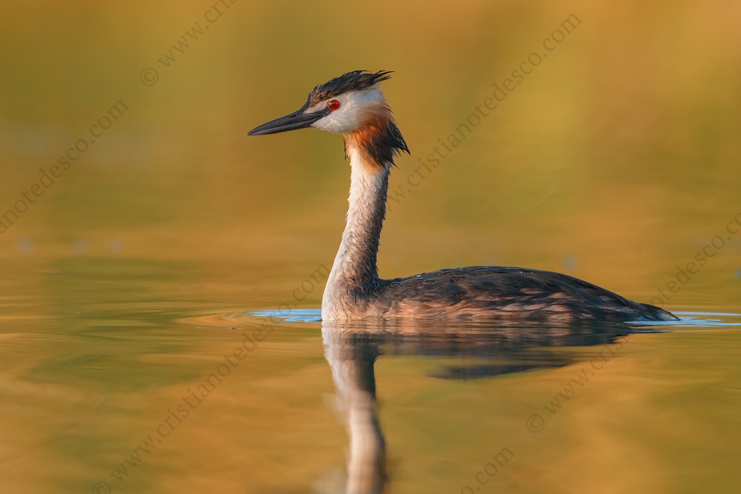 Foto di Svasso maggiore (Podiceps cristatus)