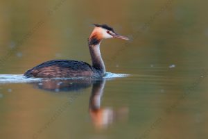 Foto di Svasso maggiore (Podiceps cristatus)