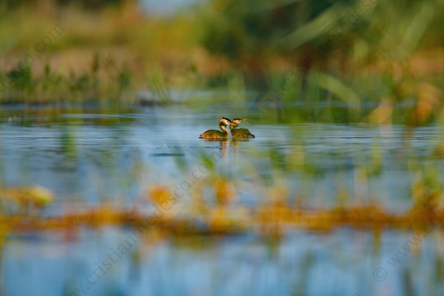 Foto di Svasso maggiore (Podiceps cristatus)